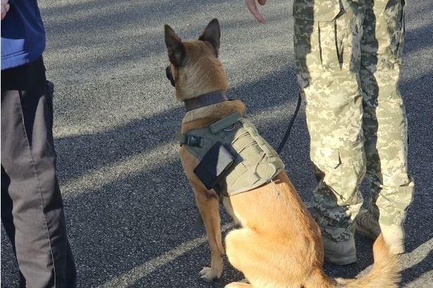 A dog preparing for handling on the battlefield in Ukraine.